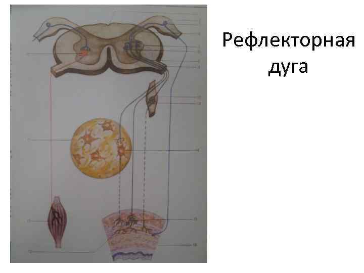 Рефлекторная дуга 