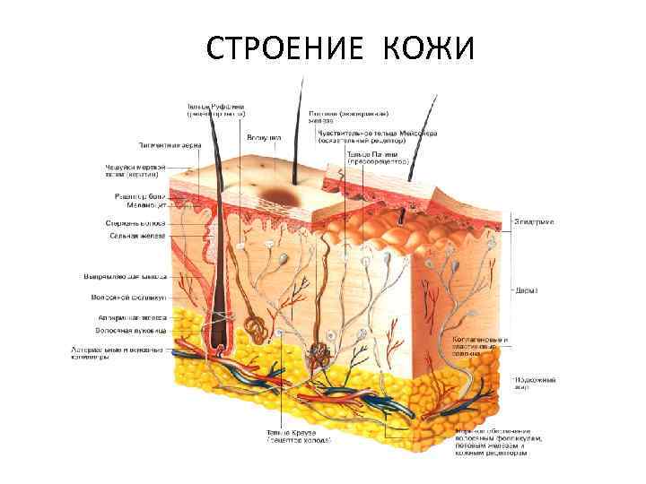 СТРОЕНИЕ КОЖИ 