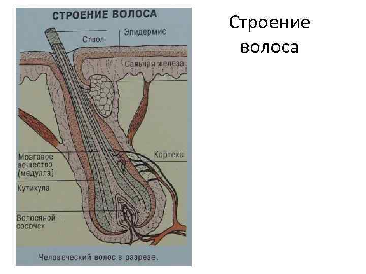 Строение волоса 