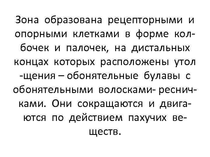 Зона образована рецепторными и опорными клетками в форме колбочек и палочек, на дистальных концах