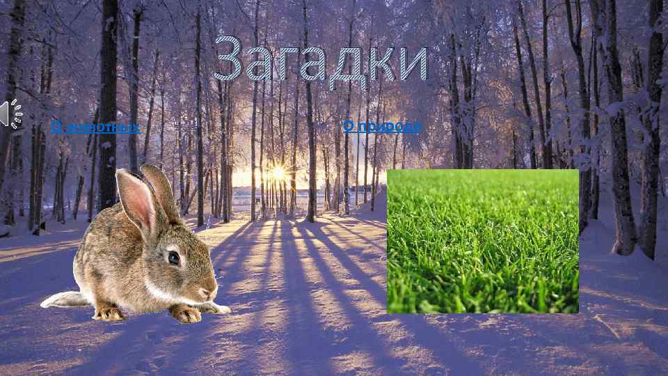 Загадки О животных О природе 