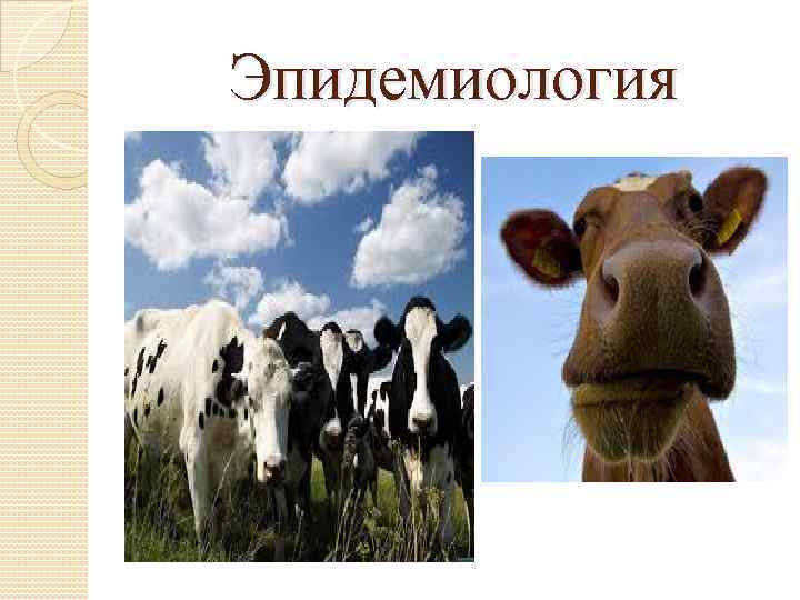 Эпидемиология 