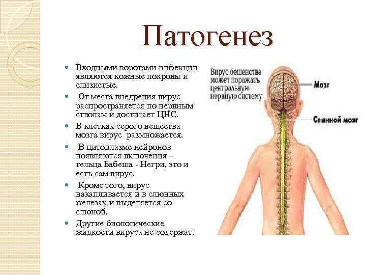 Патогенез Входными воротами инфекции являются кожные покровы и слизистые. От места внедрения вирус распространяется
