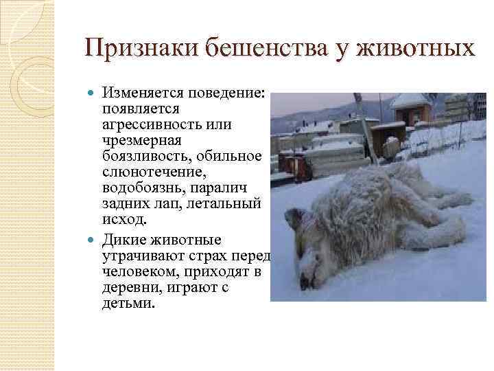 Признаки бешенства у животных Изменяется поведение: появляется агрессивность или чрезмерная боязливость, обильное слюнотечение, водобоязнь,