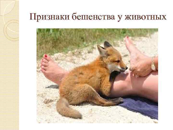 Признаки бешенства у животных 