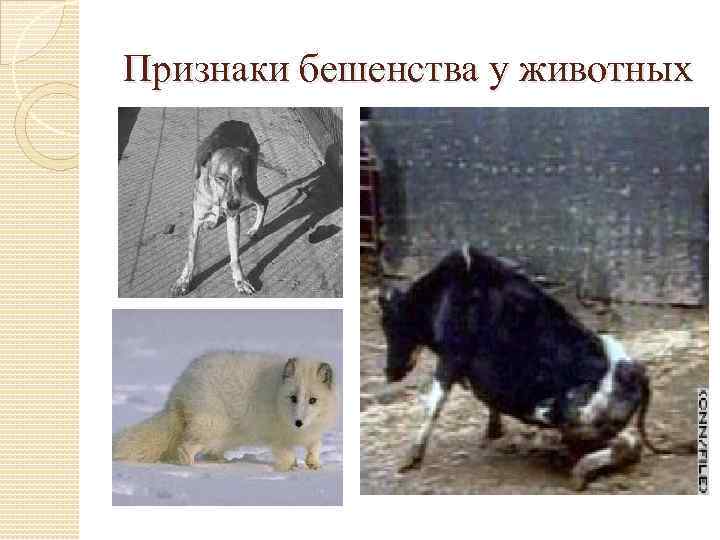 Признаки бешенства у животных 