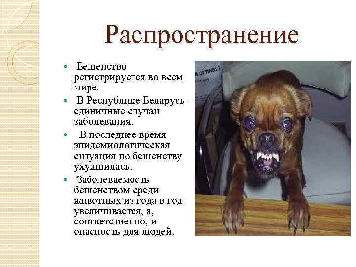 Распространение Бешенство регистрируется во всем мире. В Республике Беларусь – единичные случаи заболевания. В