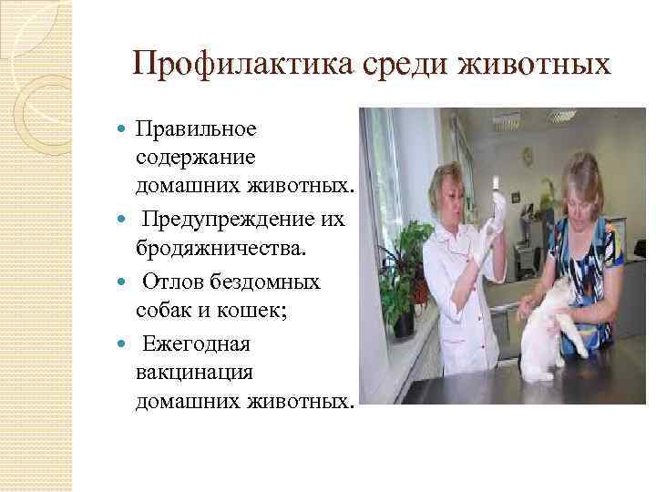 Профилактика среди животных Правильное содержание домашних животных. Предупреждение их бродяжничества. Отлов бездомных собак и