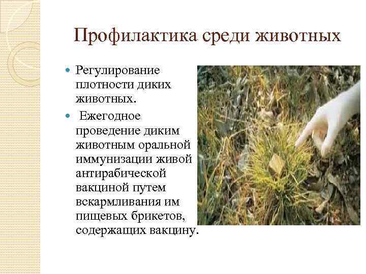 Профилактика среди животных Регулирование плотности диких животных. Ежегодное проведение диким животным оральной иммунизации живой