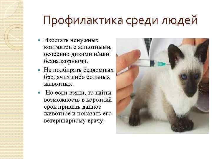 Профилактика среди людей Избегать ненужных контактов с животными, особенно дикими и/или безнадзорными. Не подбирать