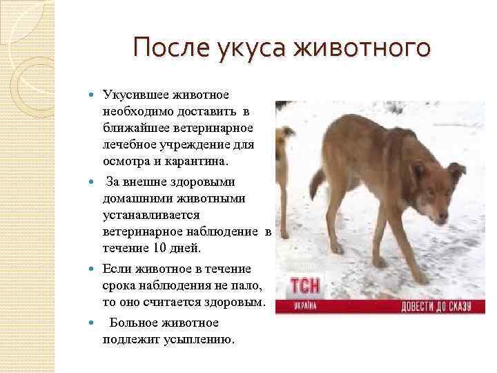 После укуса животного Укусившее животное необходимо доставить в ближайшее ветеринарное лечебное учреждение для осмотра