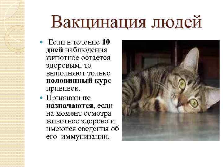 Вакцинация людей Если в течение 10 дней наблюдения животное остается здоровым, то выполняют только