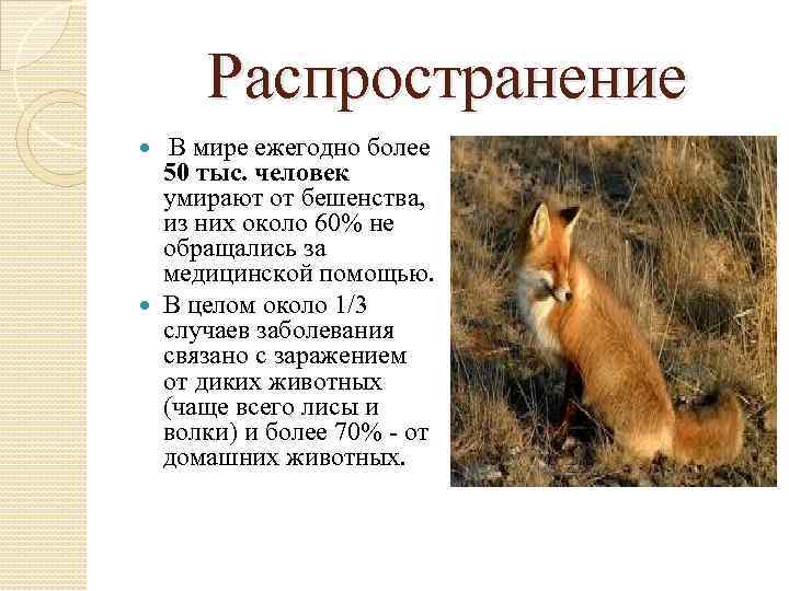 Распространение В мире ежегодно более 50 тыс. человек умирают от бешенства, из них около