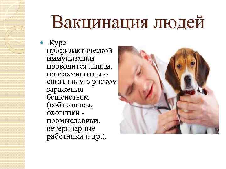 Вакцинация людей Курс профилактической иммунизации проводится лицам, профессионально связанным с риском заражения бешенством (собаколовы,
