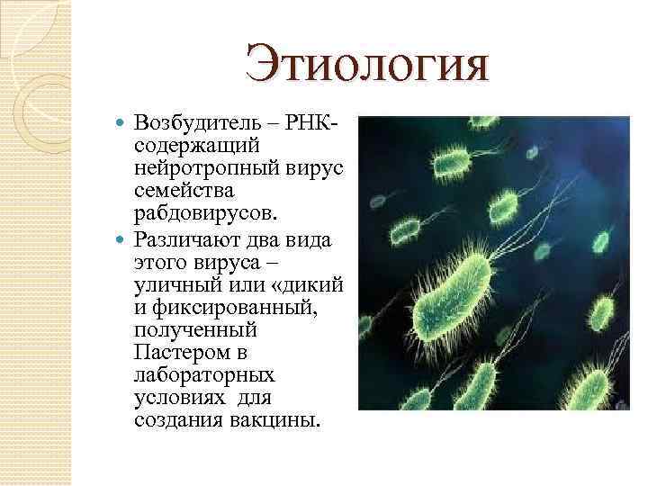 Этиология Возбудитель – РНКсодержащий нейротропный вирус семейства рабдовирусов. Различают два вида этого вируса –