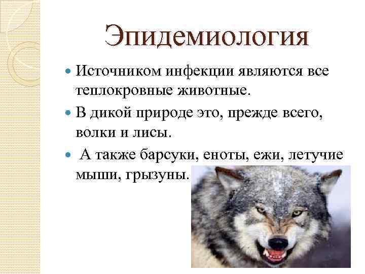 Эпидемиология Источником инфекции являются все теплокровные животные. В дикой природе это, прежде всего, волки
