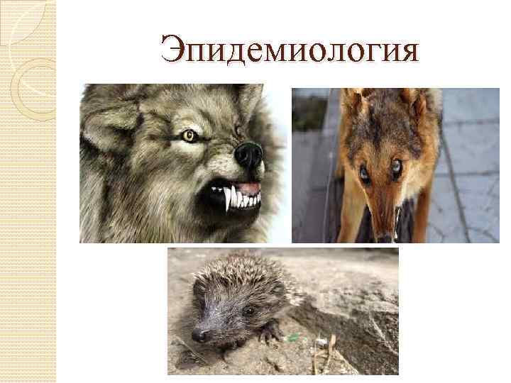 Эпидемиология 