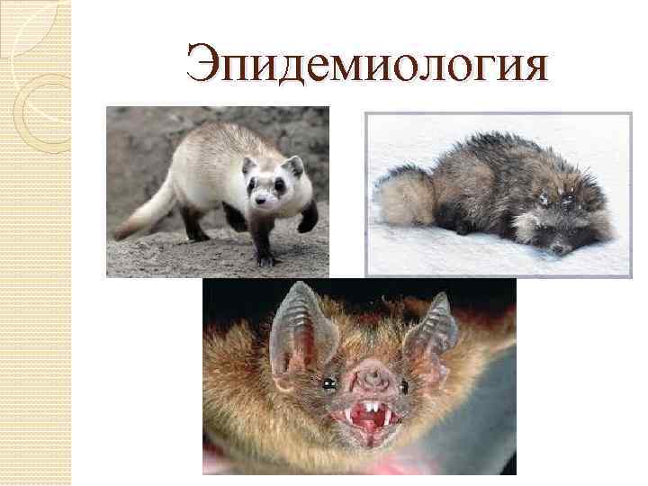 Эпидемиология 