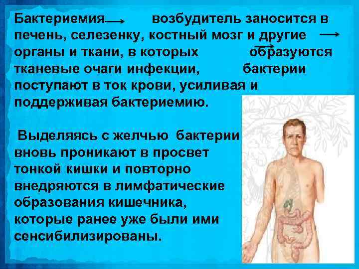 Бактериемия возбудитель заносится в печень, селезенку, костный мозг и другие органы и ткани, в