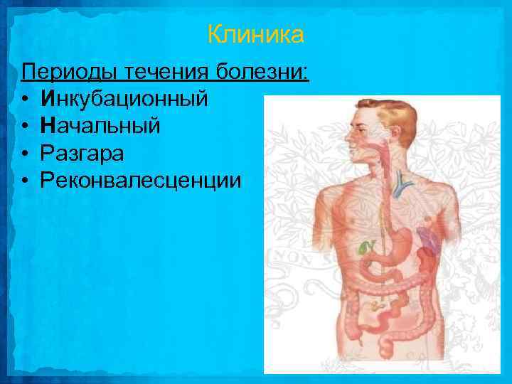 Клиника Периоды течения болезни: • Инкубационный • Начальный • Разгара • Реконвалесценции 