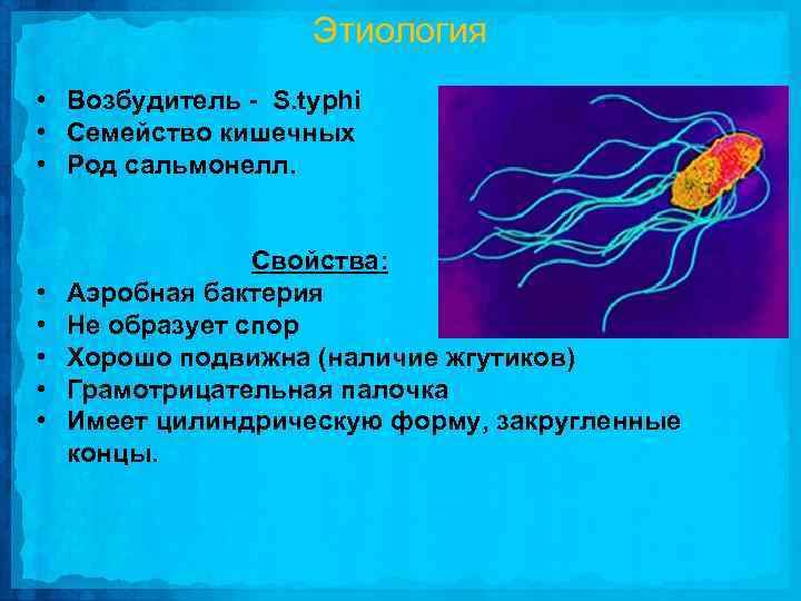 Этиология • Возбудитель - S. typhi • Семейство кишечных • Род сальмонелл. • •