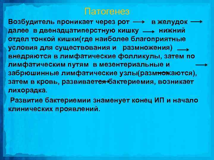 Патогенез Возбудитель проникает через рот в желудок далее в двенадцатиперстную кишку нижний отдел тонкой