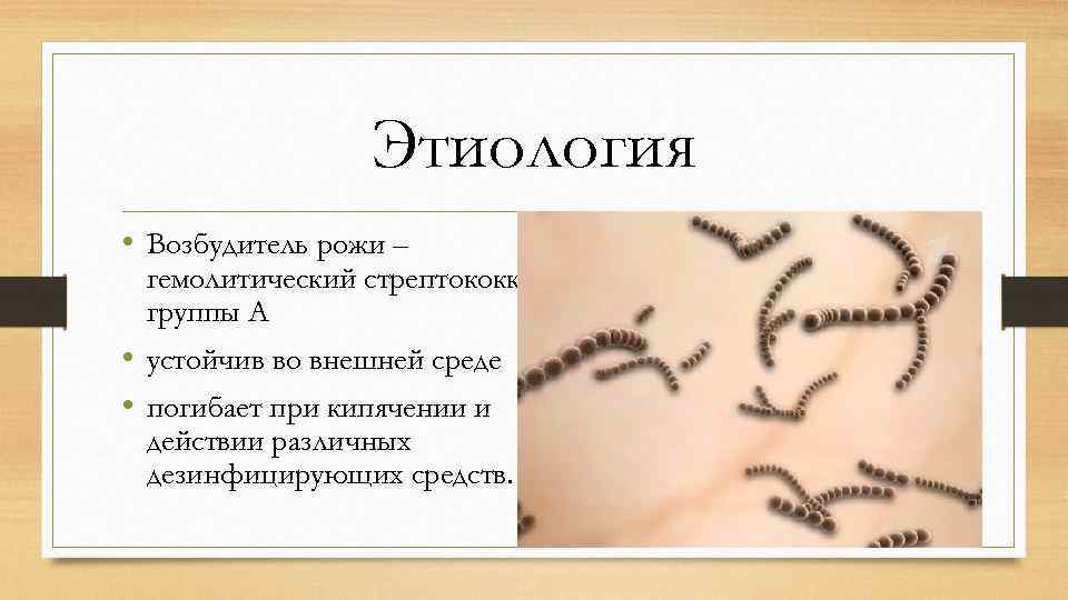 Этиология • Возбудитель рожи – гемолитический стрептококк группы А • устойчив во внешней среде