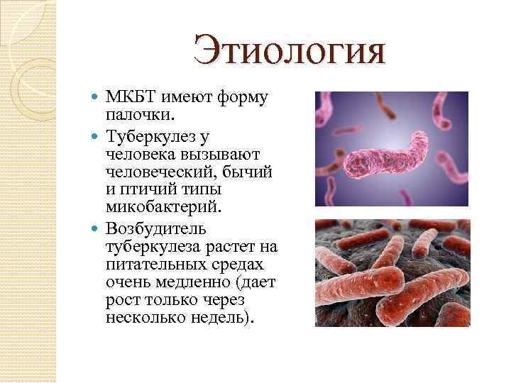 Этиология МКБТ имеют форму палочки. Туберкулез у человека вызывают человеческий, бычий и птичий типы