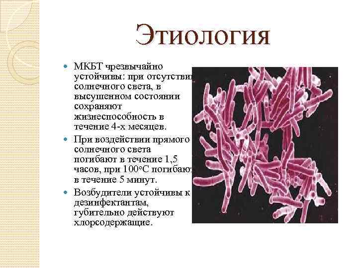 Этиология МКБТ чрезвычайно устойчивы: при отсутствии солнечного света, в высушенном состоянии сохраняют жизнеспособность в