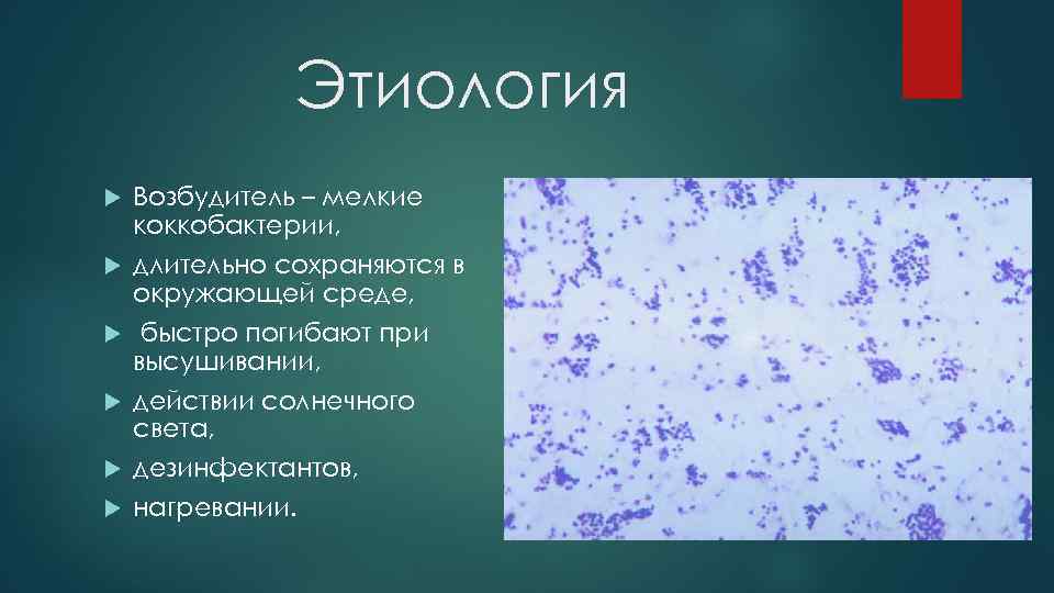 Этиология Возбудитель – мелкие коккобактерии, длительно сохраняются в окружающей среде, быстро погибают при высушивании,