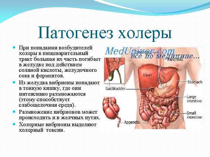 Патогенез холеры При попадании возбудителей холеры в пищеварительный тракт большая их часть погибает в