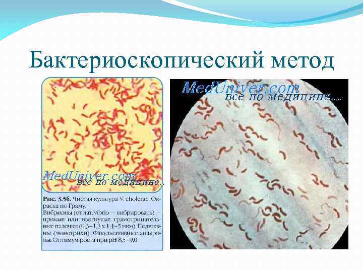 Бактериоскопический метод 