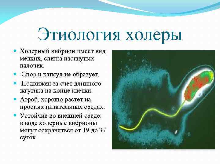Этиология холеры Холерный вибрион имеет вид мелких, слегка изогнутых палочек. Спор и капсул не