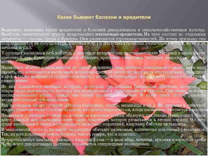 Какие бывают болезни и вредители Выделяют несколько групп вредителей и болезней декоративных и сельскохозяйственных
