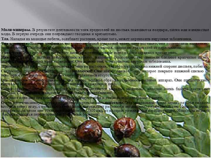 Моли-минервы. В результате деятельности этих вредителей на листьях появляются волдыри, пятна или извилистые ходы.