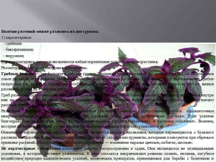 Болезни растений можно разделить на две группы: 1) паразитарные: грибные; бактериальные; вирусные; 2) непаразитарные,
