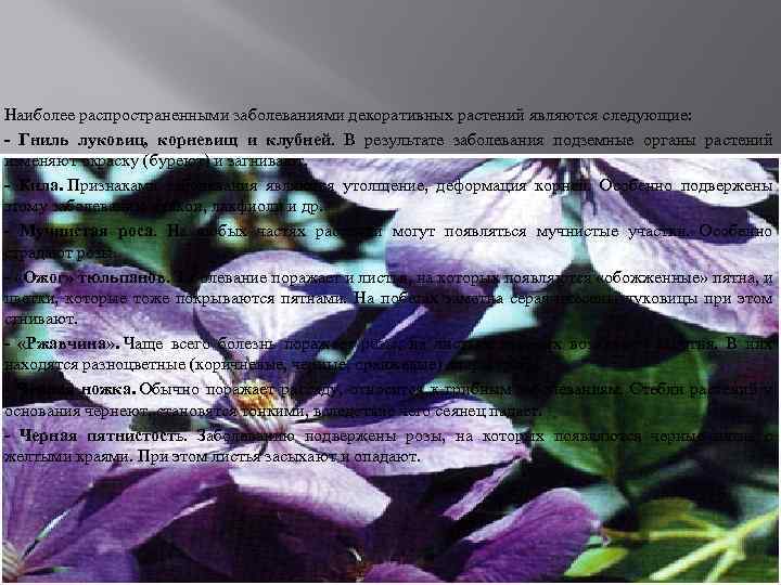 Наиболее распространенными заболеваниями декоративных растений являются следующие: - Гниль луковиц, корневищ и клубней. В