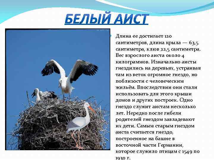  Длина ее достигает 120 сантиметров, длина крыла — 63, 5 сантиметра, клюв 22,