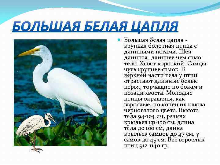  Большая белая цапля крупная болотная птица с длинными ногами. Шея длинная, длиннее чем