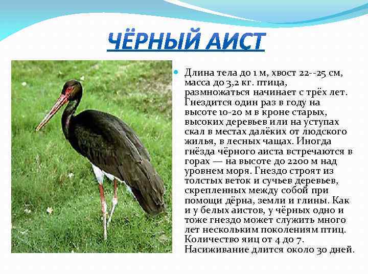  Длина тела до 1 м, хвост 22 --25 см, масса до 3, 2