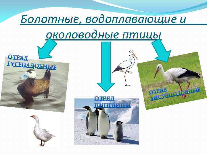 Болотные, водоплавающие и околоводные птицы 