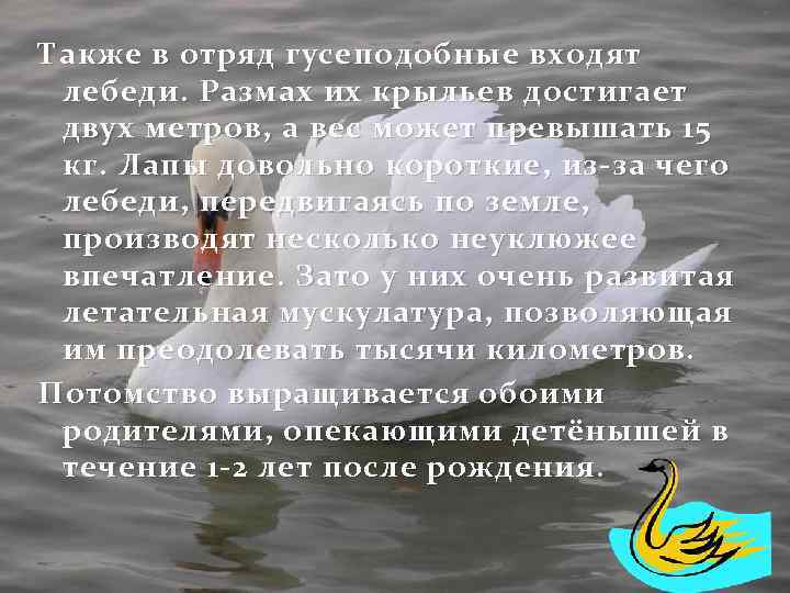 Также в отряд гусеподобные входят лебеди. Размах их крыльев достигает двух метров, а вес