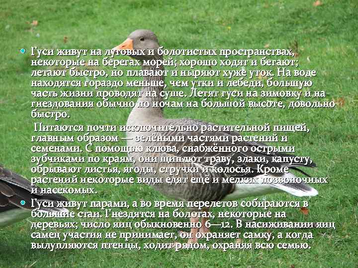  Гуси живут на луговых и болотистых пространствах, некоторые на берегах морей; хорошо ходят