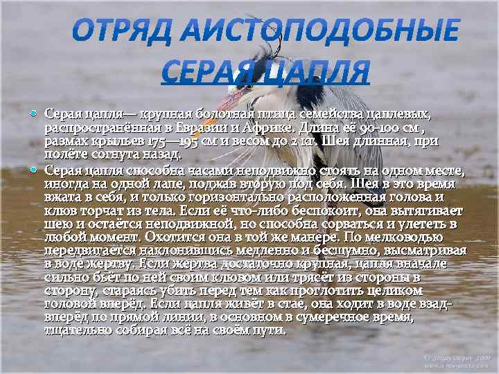  Серая цапля— крупная болотная птица семейства цаплевых, распространённая в Евразии и Африке. Длина