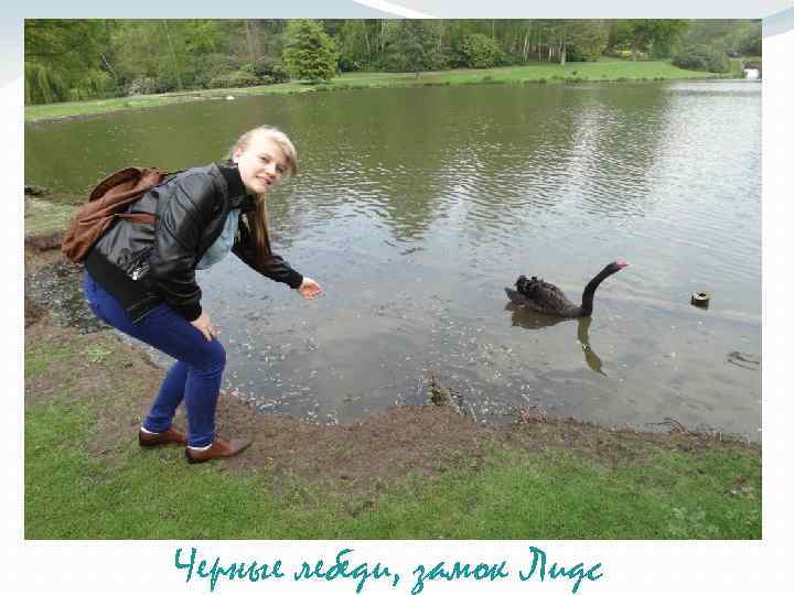 Черные лебеди, замок Лидс 