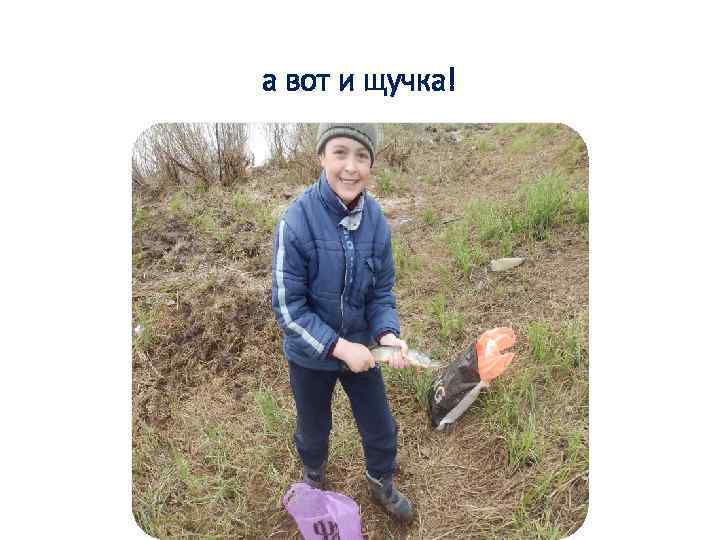 а вот и щучка! 