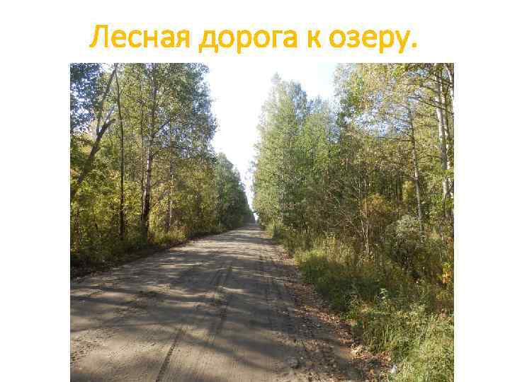 Лесная дорога к озеру. 