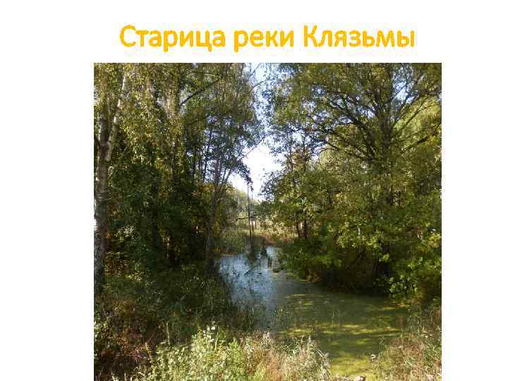 Старица реки Клязьмы 