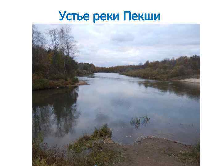 Устье реки Пекши 