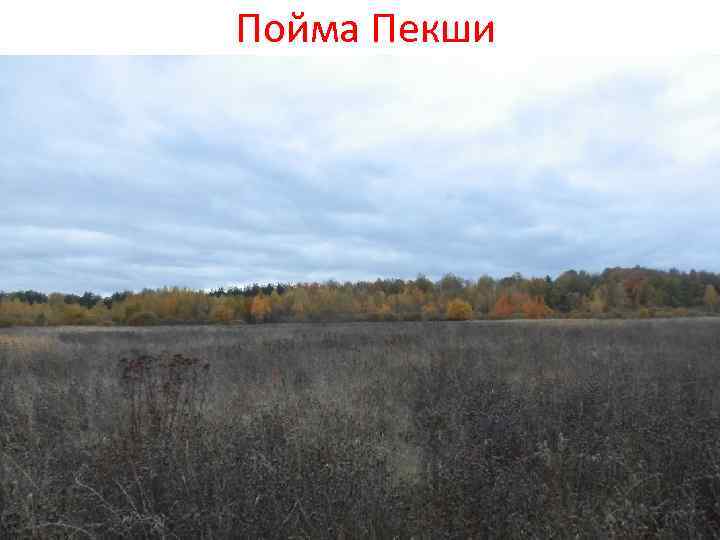 Пойма Пекши 